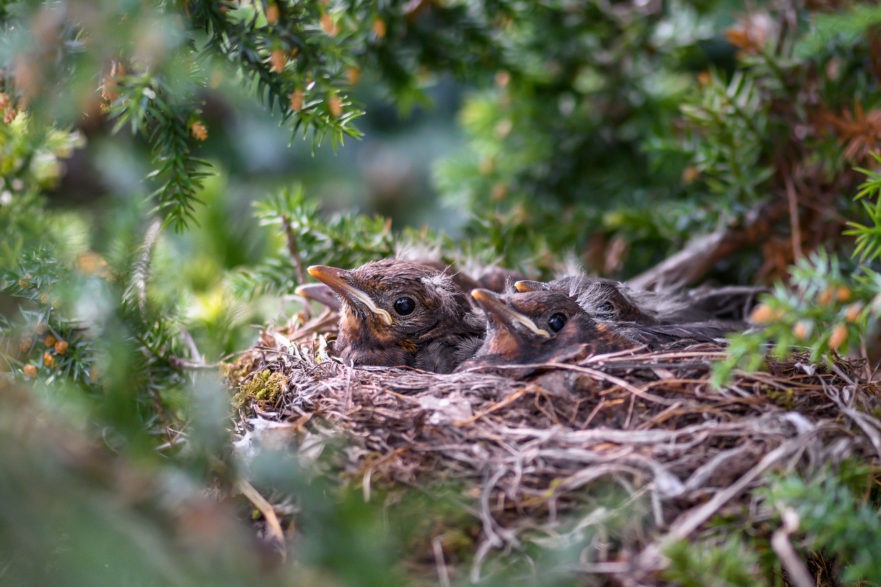 When Stability Matters For the Kids, Birdnesting is an Option